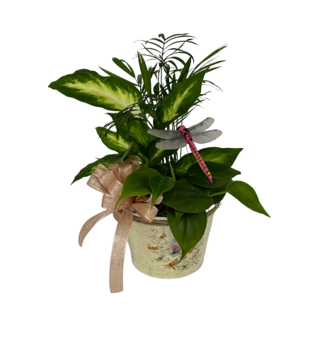 Petite dragonfly planter - Deluxe. An arrangement by Timp Valley Floral.
