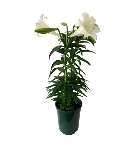 Easter Lily 14"