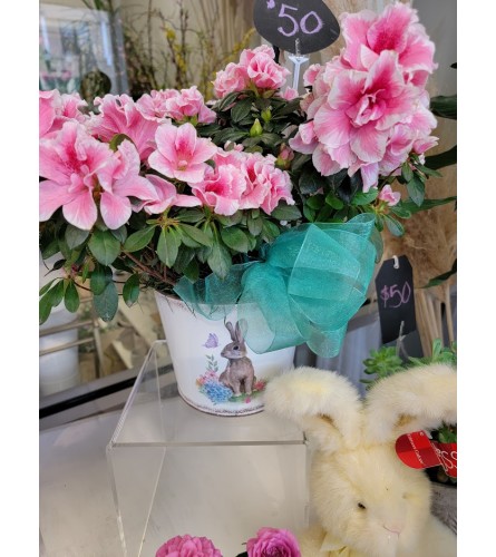 Pink Azalea Plant in Decorative Bunny Planter