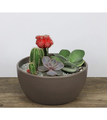 7" Cacti & Succulent Planter