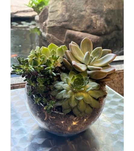 Succulent Garden - Terrarium