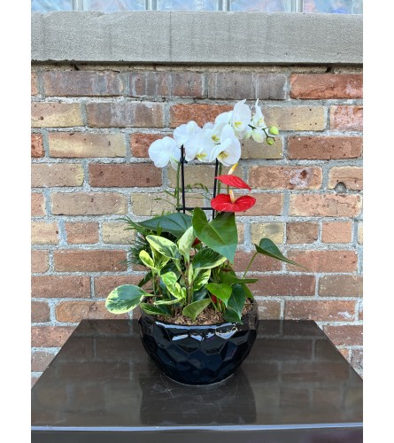 'By Design' Premium Orchid Anthurium Planter