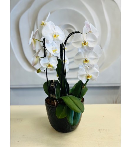 Beautiful Cascading Orchid Planter