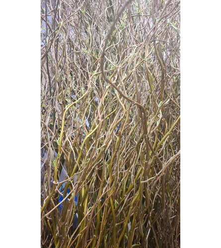 A Bunch of Curly Willow