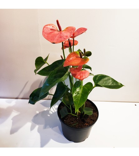 Anthurium - Red