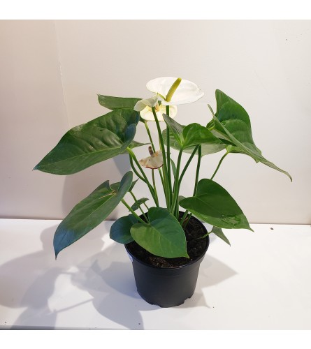 Anthurium - White