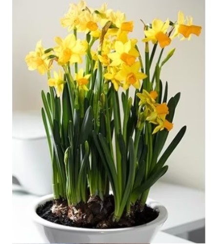 SPRING DAFFODIL PLANT