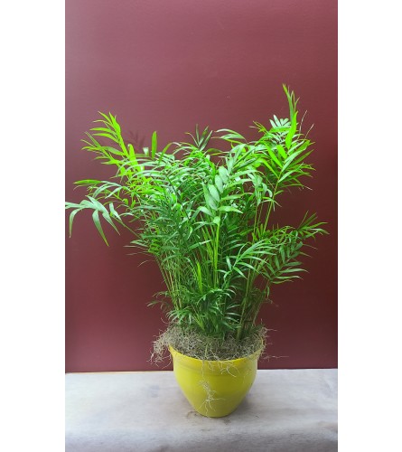 Large Palm Planter