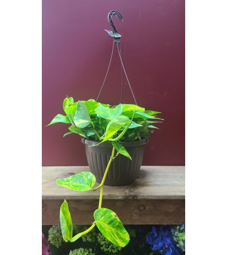 Large Hanging Pothos