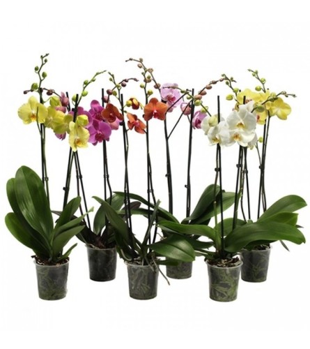 Assorted Orchids with Ceramic Pot