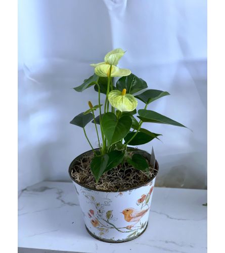 Assorted Anthurium in Bird Planter