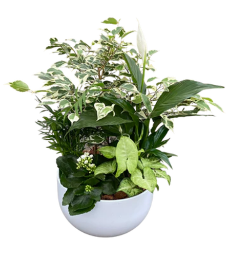 Verigated Ficus Planter