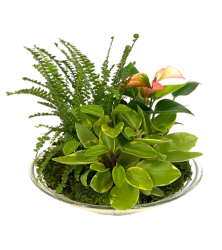 Tropical Anthurium Dish Garden