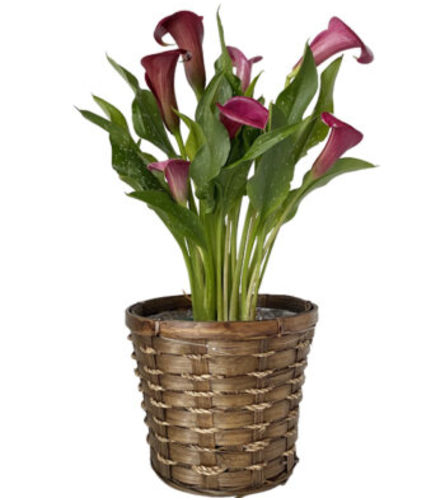 Calla Lily Plant - Purple