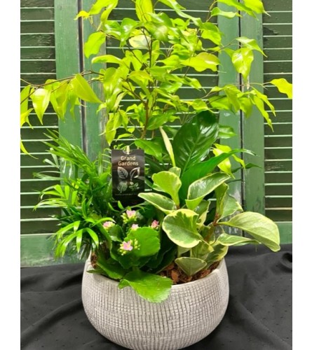 The Indoor Tropical Planter