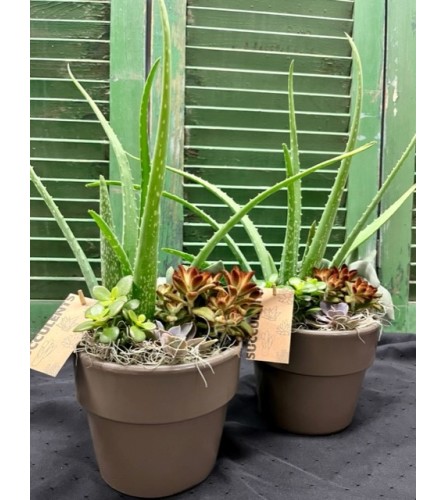 Aloe/Succulents for Mom