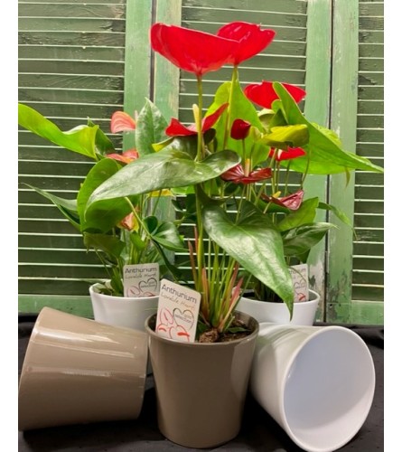 Anthurium Plant in Decorative Pot