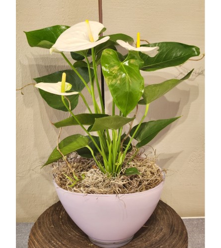 Elegant Anthurium -White. An arrangement by Loyalist Flowers.