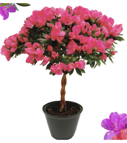 6" Potted Azalea Tree