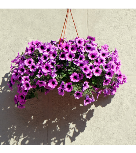 Petunia/Superbell Hanging Basket