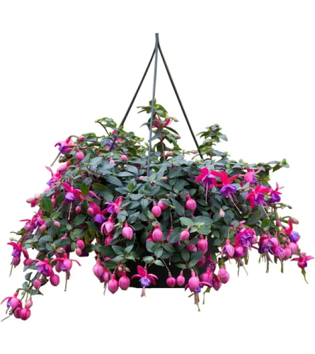 Hanging Fuschia Plant