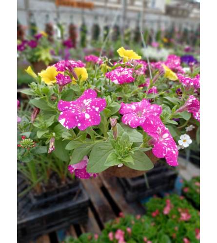 Flowering Hanging Basket Of Fun - Deluxe. An arrangement by Nicol Florist.