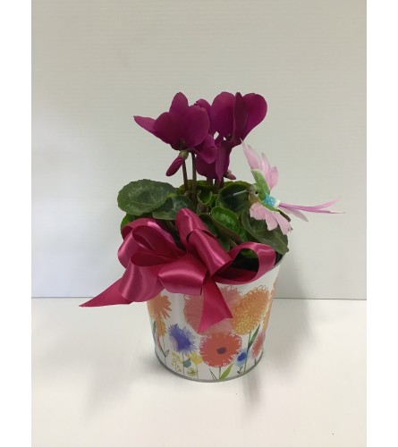 Cyclamen plant for mom