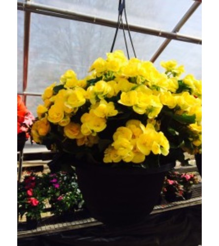 outdoor hanging plant yellow begonia