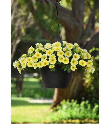 outdoor hanging yellow petunia. An arrangement by Last Minute Gifts and Flowers.
