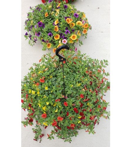 Millionbells hanging basket