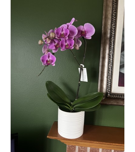 Waterfall Phalaenopsis Orchid 6" Plant