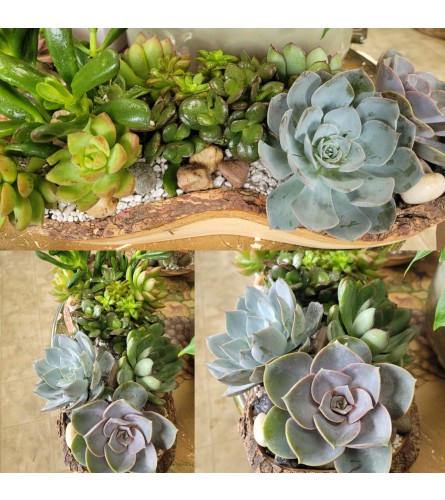 Succulent Garden in Handmade Bowl