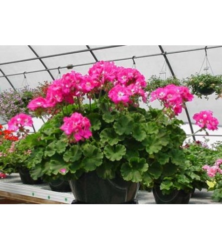 Loving Thoughts Geranium Hanging Basket