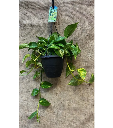 Hanging Pothos Planter