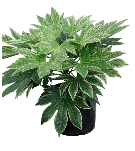 Variegated Japanese Aralia Plant In a Basket