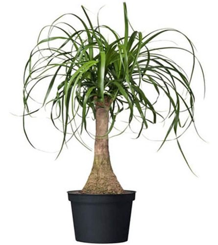 Premium Ponytail Palm Plant In a Basket