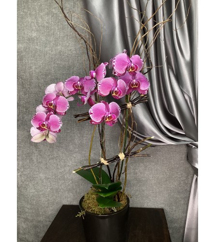 Premium Bright Orchid Plant