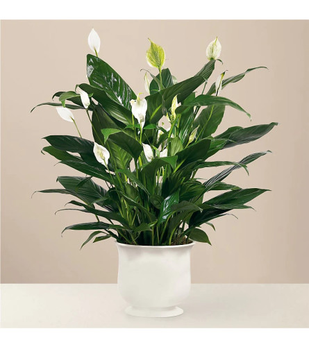 FTD Comfort Planter & Ceramic Container