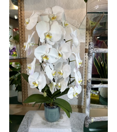 Double White Waterfall Orchid