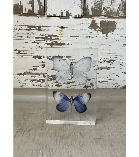 Acrylic Butterfly Frame