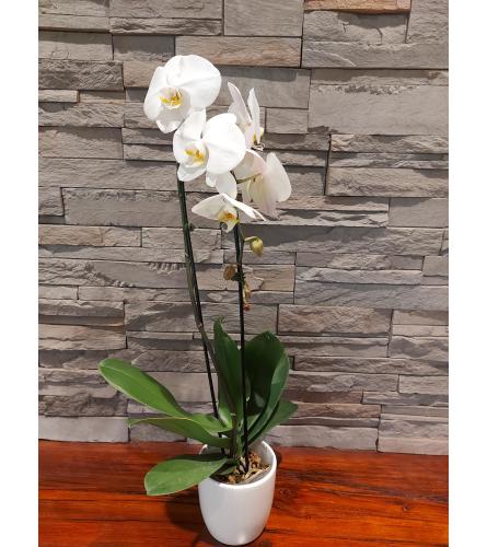 Elegant Waterfall Orchid - Standard. An arrangement by Loyalist Flowers.