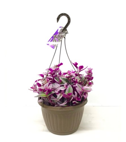 Tradescantia ( Wondering Jew) Indoor Plant. An arrangement by Owen Sound Flowers.