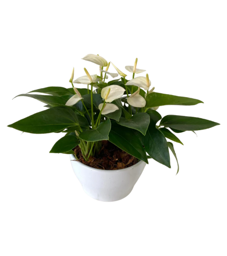 Medium Eileen Tropical Planter - Deluxe. An arrangement by Flowers Plus.