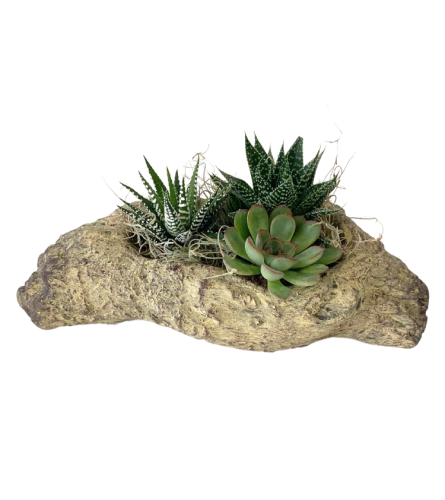 Distressed Log Succulent