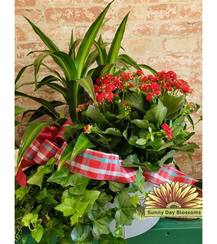 Triple Delight Plant basket