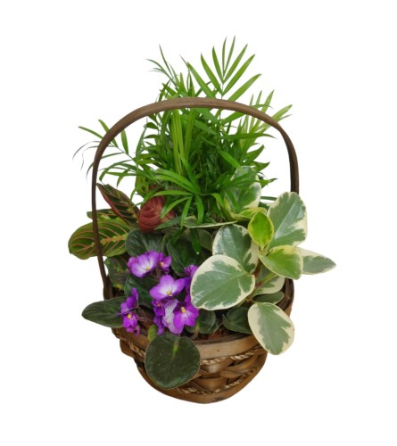 The Pet Safe Plant Basket