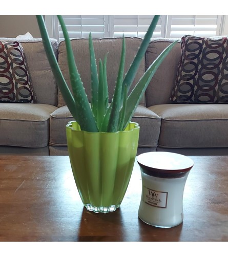 Healing Aloe Vera Plant