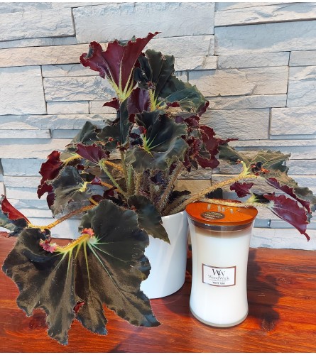 Spiral Begonia in Ceramic Pot