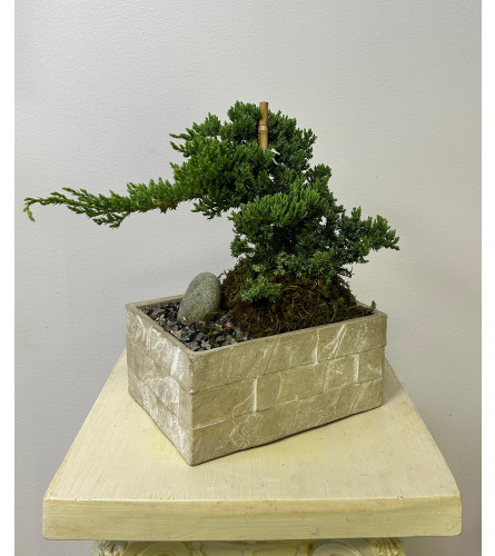 Juniper Bonsai Planter