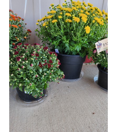 Blooming Mum Plant - Standard. An arrangement by Petals and Pages.